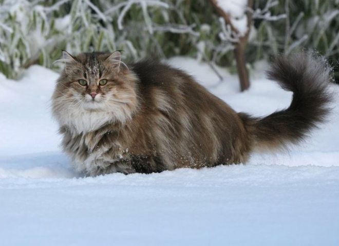 Норвежская лесная кошка - происхождение породы