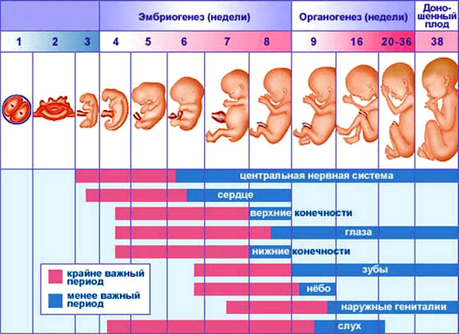 таблица сроков беременности